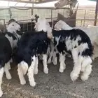 بهم نجد ربط عضام طيبه ومعرف