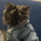 قطوه للتبني
