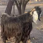فحل عارضي اصيل