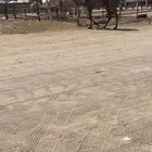 بكره دلما