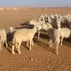 حريات دفيع مقاني