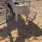 للبيعع مشروع فحل عيسي نادر