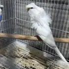 للبيع جوز هوقو الي توقف عليه سومه نصيبه