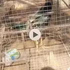 ديك باكستاني طيب و كفو وصل سومه 250 اصمل 280 يجي يخذه