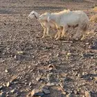 خروف حري