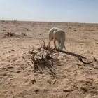 حايل شبب الموقع حنوب الشعراء