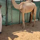 هجن