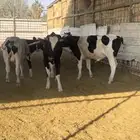 عجول للبيع الخرج