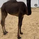 قعود مفرود على جميع الشروط