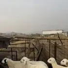 طليان 8