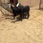 عنز والد ودافع بعد ولدها