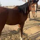 مهره شعبه بنت مرسيدس