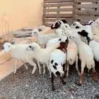 رخال تربية محايل عسير
