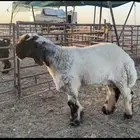 جذع نعيم صنف