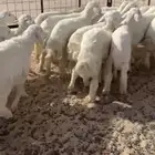 للبيع بهم حريات فاخره شعره طيبه وشحم