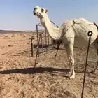 ناقه عشراء تحتها قعود