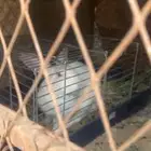 ارانب للبيع زوج واحد
