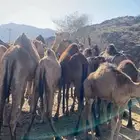 مطططلوب ابل حمر مزاين