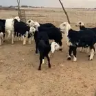 للبيع ضان نجد مراح واحد العدد22تحتها 24