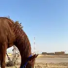 فرس لقاح مع مهره