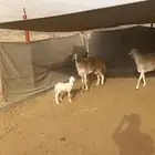 ضان صنف للبيع