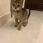 قطه لتبني
