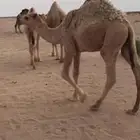 حشو لبانياات