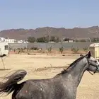 فرس شعبيه لقاح معسوفه جميله ما شاء الله العمر خمس سنوات