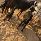 غنم متابيع رفيد مهجنات حري