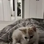 قطة للبتني