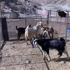 تيوس ذبايح بلدي