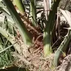 صناه. صنو روثانه فاخ