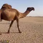 بعير للبيع