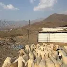 طليان ورخال