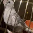 انثى كروان بايد