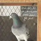 حمام زاجل سباق