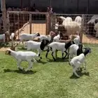 شياه برابر مواليد غنم طيبه ونضيفه اشباب منوت القناي