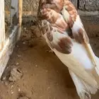 حمام