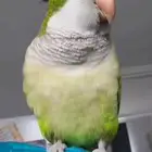 مطلوب كويكر من جميع أنحاء المملكه اهم شي يكون نظيف