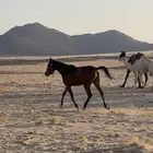 فرس شعبية