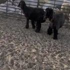 شياه عرب ثنتين
