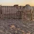 قعود قصب