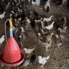 صوص بالدي وفيومي