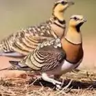 جنوب حايل الروضه