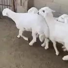 ذبايح . عندي تمارا