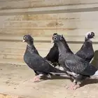 طبات قطايف