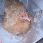 دجاجه رجنه علي 6 بيضات للبيع