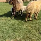 للبيع شياه نعيم مواليد