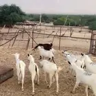 ماعز