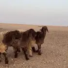 جذعات صنف